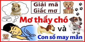 Mơ thấy chó